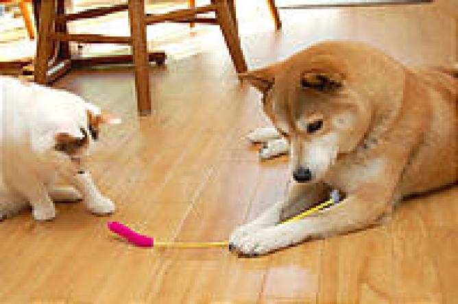 ペット大喜び 犬猫用の手作りおもちゃをおしゃれにエコにつくろう Weboo ウィーブー 暮らしをつくる