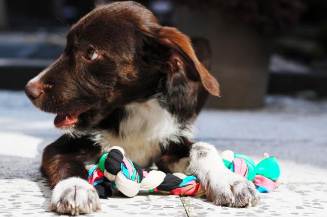 愛犬のためにおもちゃをdiy 手作りのおもちゃで愛犬と遊ぼう Weboo ウィーブー 暮らしをつくる