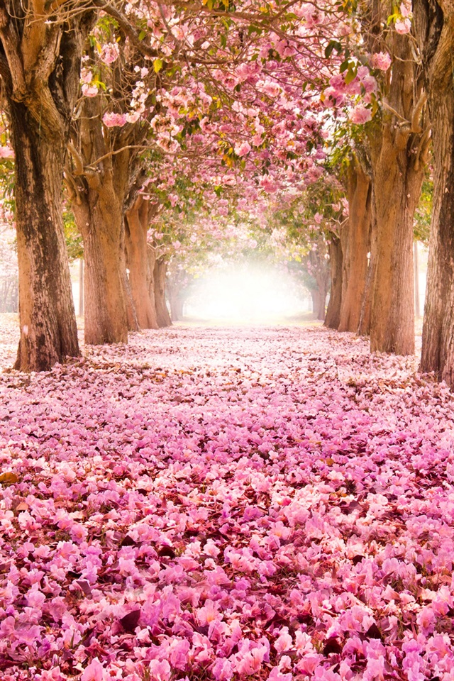 綺麗な花 待ち受け 高画質 花の画像